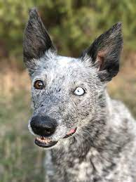 Piercing Eyes Cute Dogs Dogs Animals