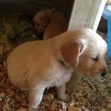 Licensed breeders for over 15 years and as the new dog breeding law requires holding a 5 star licence. Beautiful Akc Golden Retriever Puppies For Sale In Medina New York Classified Americanlisted Com