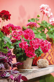 Image result for foto muškáty