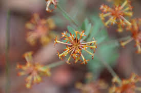 Image result for Gnidia involucrata