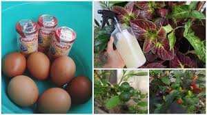 Cara yang paling mudah adalah dengan menaburkannya di media tanam. Cara Buat Baja Yakult Dan Telur Paling Simple Lepas Seminggu Pokok Makin Gemuk
