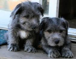 Why buy a puppy for sale if you can adopt and save a life? Glen Of Imaal Terriers Liberty S Glen Of Imaal Terriers Akc Breeder Of Merit In New Hampshire
