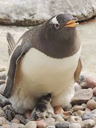 Pin On Zooborns