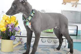 Meet Blue A Cute Greyhound Puppy For Sale For 1 800 Blue Moon Greyhound Puppy Puppies For Sale Greyhound