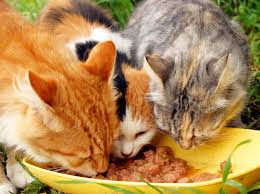 Katzenfutter Selber Kochen Leckeres Mit Geflugel Katzen Futter Katzen Futter Rezepte Katzenfutter Selber Machen