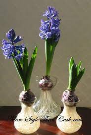 Pin On Plants And Gardening