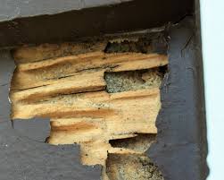 Water Damage And Termite Damage Can Look Very Similar Here S A Few Tips To Tell The Difference Between The 2 Termite Damage Termites Water Damage