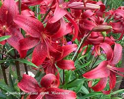 Penyerbukan tidak hanya satu jenis, namun memiliki beberapa. Pemuliaan Dan Perawatan Lili Mempersiapkan Tanah Untuk Menanam Bunga Lili Persiapan Tanah Yang Tepat