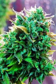 maconha