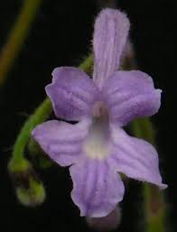 Image result for Streptocarpus eylesii