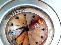 They would breed in the organic debis under the slab. Spotlight Pests That Live In Your Drains Killingsworth