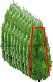 Image result for cuttings thujas