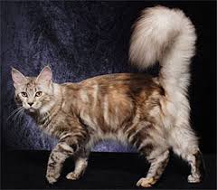 Maine Coon Colors