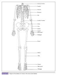 Hand anatomy metacarpals phalanges bones carpals illustration labels radius ulna. Solved 1 Various Bones Are Identified On The Skeleton Of Chegg Com