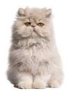 Meet the Fluffy Cat Breeds | Petfinder