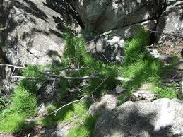 Image result for Bowiea volubilis