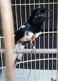 Murai batu bird vector burung cantik desain dan seni. Detail Gambar 20 Gambar Murai Batu Medan Terbaik Burung Burung Cantik Mura