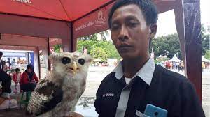 Nah, kita bisa melihat atau mengabadikan burung hantu ini juga di tetapkan menjadi burung hantu yang paling langka di negara indonesia adalah celepuk. Ada Burung Hantu Maka Ada Hantu Itu Mitos Komunitas Pop Ingin Hapuskan Anggapan Seram Itu Tribun Sumsel