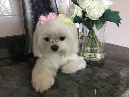 Super easy to maintain (woo hoo!), this clip does still require some regular brushing to keep them looking chic. Pin By Debbie On Baby Stella Maltese Puppy Cute Dogs Puppies