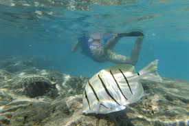 Hanauma bay snorkeling is the most popular activity in oahu, hawaii. Hanauma Bay Snorkeling Tour 2021 Oahu