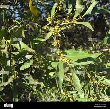 Image result for Euclea undulata