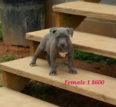 We did not find results for: American Bully Pets And Animals For Sale Georgia