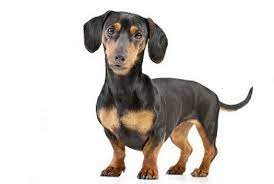 A dog of a small breed developed in germany for hunting badgers, having a. Dackel Alles Uber Wesen Haltung Und Pflege Des Kleinen Jagdhundes