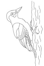 Heimische Vögel Archive Naturstrolche