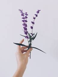 Paulinefallen Salvia Bloom Flowers