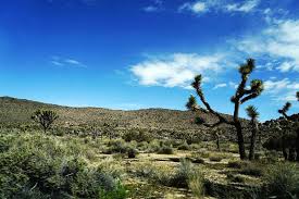 快樂雲愛旅行 美食 生活 happy cloud travel around the world 美洲 美國 加州 約書亞樹國家公園 joshua tree national park 遇見一顆開花的樹 強尼戴普為dio monument valley natural landmarks monument