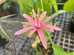 Image result for Passiflora sanguinolenta