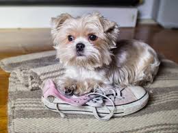 Hund knabbert alles an was kann man dagegen tun? Hund Knabbert Alles An Was Hilft Gegen Zerstorungswut