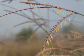 Image result for Elionurus tripsacoides