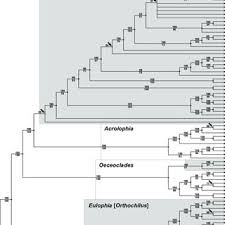 Image result for Orthochilus euanthus