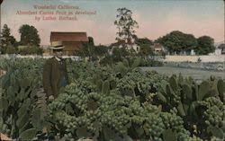 This low, spreading cactus with short bristles grows 6 to 12 inches high and up to 6 feet wide. Cactus Desert Plants Vintage Postcards Images
