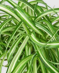 Image result for Chlorophytum lancifolium