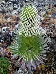 Image result for Lobelia bequaertii