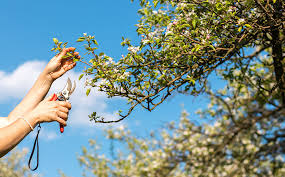 Dead wood is relatively easy to spot by simply scratching beneath the bark with a pruning blade. Dammann S Garden Company Tips For Pruning Fruit Trees
