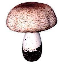 Should You Consume Raw Mushrooms