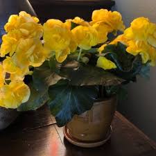 Peck's flower and garden shop is your ftd and teleflora professional florist based in cedar rapids, iowa. Pierson S Flower Shop Greenhouses 20 Photos 11 Reviews Florists 1800 Ellis Blvd Nw Cedar Rapids Ia Phone Number Yelp