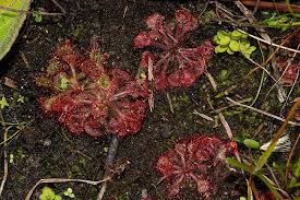 Image result for Drosera burkeana