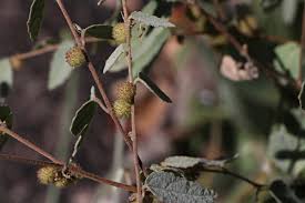 Image result for Triumfetta dekindtiana