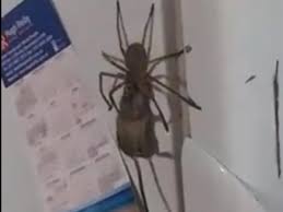 Some of the larger species are called 'wood spiders' or 'giant crab spider.' spider facts. Huge Spider Eats Large Mouse In Nightmarish Video Footage The Independent The Independent