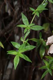 Image result for Hexasepalum sarmentosum