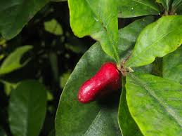 Image result for Synsepalum passargei