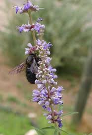 Image result for Vitex sp. A