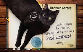 Haftaningercegi Kediler Iletisim Kurmak Icin Bildigimiz Kadariyla En Az 16 Kedi Kelimesi Kullaniyor Kedi National Geographic
