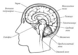 антон могучий самая полная книга тренажер для развития мозга Glava Vtoraya Metodika Kelli Samaya Polnaya Kniga Trenazher Dlya Razvitiya Mozga Novye Treningi Dlya Uma Anton Moguchij Rutlib5 Com Vasha Domashnyaya Biblioteka Knigi Domashnyaya Biblioteka Biblioteki