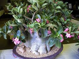 Intercity Show 09 Adenium Arabicum Compactum Adenium Desert Rose Planting Flowers