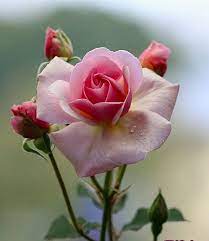 ورود رومانسية beautiful rose flowers fragrant flowers beautiful flowers